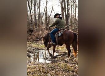 American Quarter Horse, Wałach, 4 lat, 147 cm, Gniada