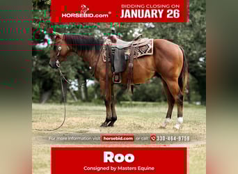 American Quarter Horse, Wałach, 4 lat, 147 cm, Gniada