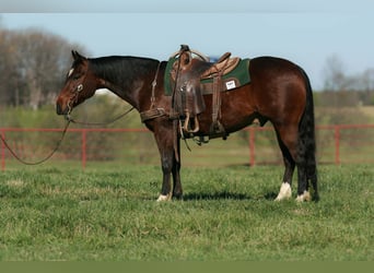 American Quarter Horse, Wałach, 4 lat, 147 cm, Gniada