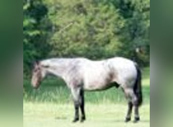 American Quarter Horse, Wałach, 4 lat, 147 cm, Karodereszowata