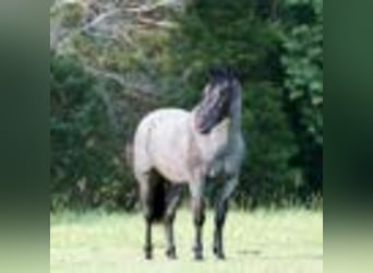American Quarter Horse, Wałach, 4 lat, 147 cm, Karodereszowata