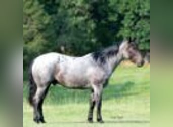 American Quarter Horse, Wałach, 4 lat, 147 cm, Karodereszowata