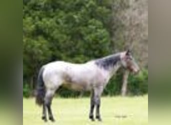 American Quarter Horse, Wałach, 4 lat, 147 cm, Karodereszowata