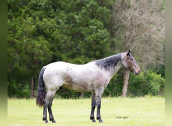 American Quarter Horse, Wałach, 4 lat, 147 cm, Karodereszowata