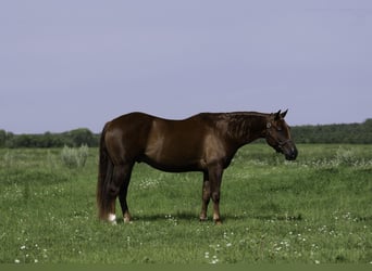 American Quarter Horse, Wałach, 4 lat, 150 cm, Cisawa