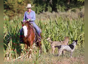American Quarter Horse, Wałach, 4 lat, 150 cm, Cisawa