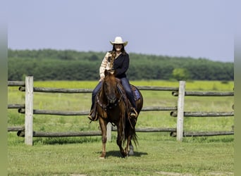 American Quarter Horse, Wałach, 4 lat, 150 cm, Cisawa