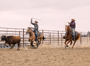 American Quarter Horse, Wałach, 4 lat, 150 cm, Cisawa
