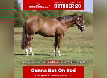 American Quarter Horse, Wałach, 4 lat, 150 cm, Cisawa