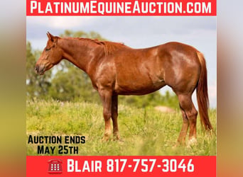 American Quarter Horse, Wałach, 4 lat, 150 cm, Cisawa