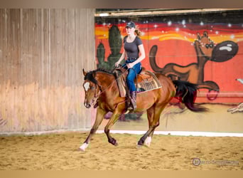 American Quarter Horse, Wałach, 4 lat, 150 cm, Gniada