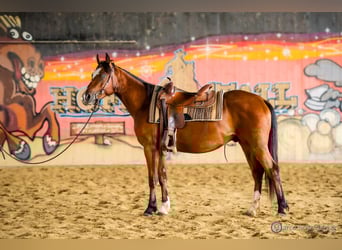 American Quarter Horse, Wałach, 4 lat, 150 cm, Gniada