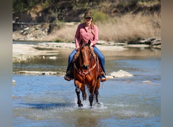 American Quarter Horse, Wałach, 4 lat, 150 cm, Gniada