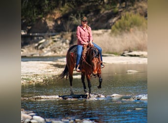 American Quarter Horse, Wałach, 4 lat, 150 cm, Gniada