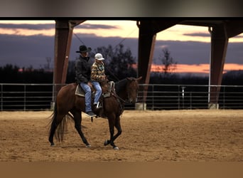 American Quarter Horse, Wałach, 4 lat, 150 cm, Gniada