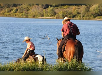 American Quarter Horse, Wałach, 4 lat, 150 cm, Gniada