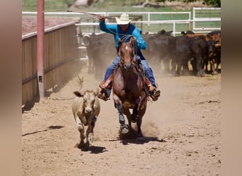 American Quarter Horse, Wałach, 4 lat, 150 cm, Gniadodereszowata