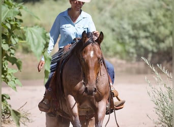 American Quarter Horse, Wałach, 4 lat, 150 cm, Gniadodereszowata