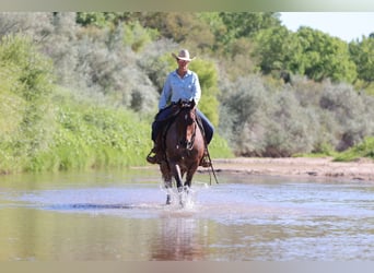 American Quarter Horse, Wałach, 4 lat, 150 cm, Gniadodereszowata