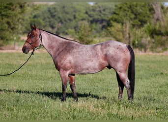 American Quarter Horse, Wałach, 4 lat, 150 cm, Gniadodereszowata