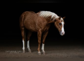 American Quarter Horse, Wałach, 4 lat, 150 cm, Izabelowata