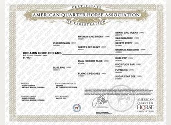 American Quarter Horse, Wałach, 4 lat, 150 cm, Izabelowata