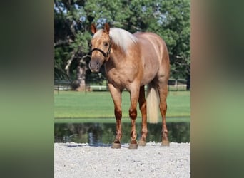 American Quarter Horse, Wałach, 4 lat, 150 cm, Izabelowata