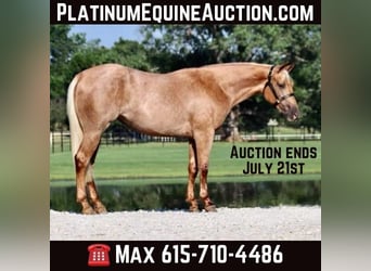 American Quarter Horse, Wałach, 4 lat, 150 cm, Izabelowata