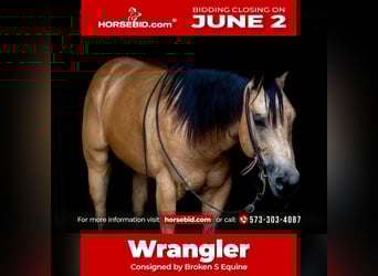 American Quarter Horse, Wałach, 4 lat, 150 cm, Jelenia