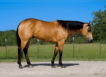 American Quarter Horse, Wałach, 4 lat, 150 cm, Jelenia