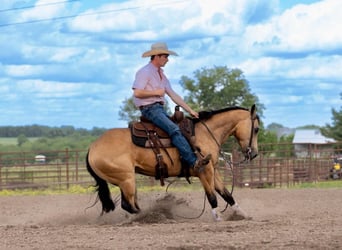 American Quarter Horse, Wałach, 4 lat, 150 cm, Jelenia