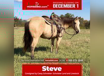 American Quarter Horse, Wałach, 4 lat, 150 cm, Jelenia