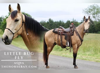 American Quarter Horse, Wałach, 4 lat, 150 cm, Jelenia