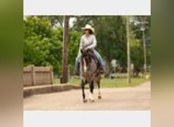 American Quarter Horse, Wałach, 4 lat, 150 cm, Karodereszowata