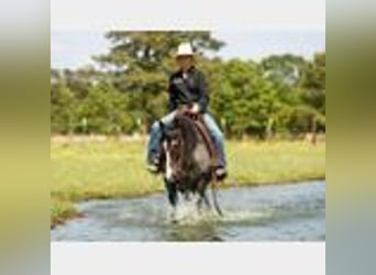 American Quarter Horse, Wałach, 4 lat, 150 cm, Karodereszowata