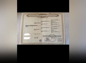 American Quarter Horse, Wałach, 4 lat, 150 cm, Kasztanowata