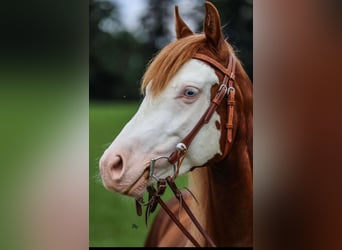 American Quarter Horse, Wałach, 4 lat, 150 cm, Kasztanowata
