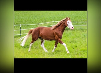 American Quarter Horse, Wałach, 4 lat, 150 cm, Kasztanowata