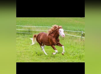 American Quarter Horse, Wałach, 4 lat, 150 cm, Kasztanowata