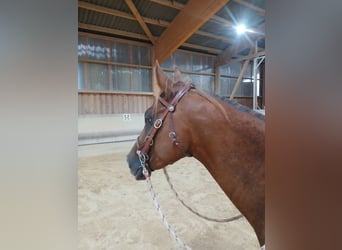 American Quarter Horse, Wałach, 4 lat, 150 cm, Kasztanowata