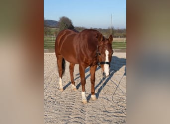 American Quarter Horse, Wałach, 4 lat, 150 cm, Kasztanowata