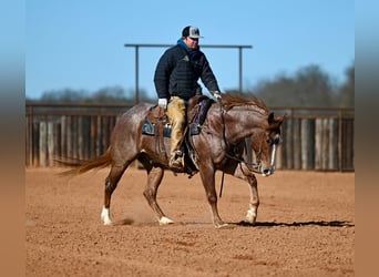 American Quarter Horse, Wałach, 4 lat, 150 cm, Kasztanowatodereszowata