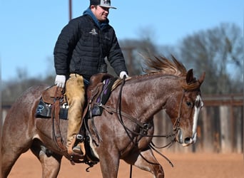 American Quarter Horse, Wałach, 4 lat, 150 cm, Kasztanowatodereszowata