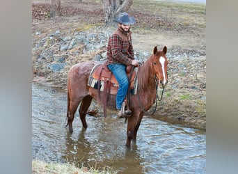 American Quarter Horse, Wałach, 4 lat, 150 cm, Kasztanowatodereszowata