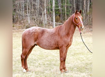American Quarter Horse, Wałach, 4 lat, 150 cm, Kasztanowatodereszowata
