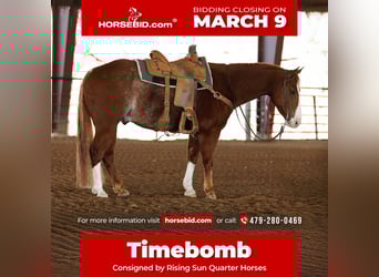 American Quarter Horse, Wałach, 4 lat, 150 cm, Kasztanowatodereszowata