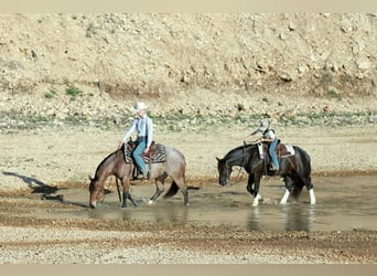 American Quarter Horse, Wałach, 4 lat, 150 cm, Kasztanowatodereszowata