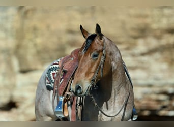 American Quarter Horse, Wałach, 4 lat, 150 cm, Kasztanowatodereszowata