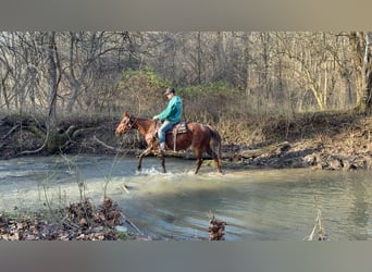 American Quarter Horse, Wałach, 4 lat, 150 cm, Kasztanowatodereszowata