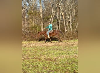 American Quarter Horse, Wałach, 4 lat, 150 cm, Kasztanowatodereszowata